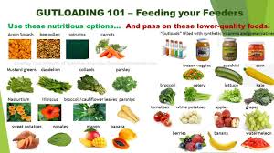 Plums? | Chameleon Forums