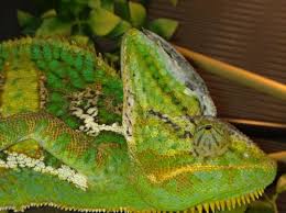 Veild casque issue ! | Chameleon Forums