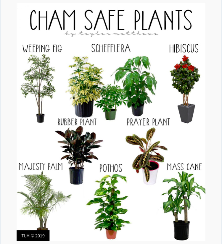 Plant recommendations | Chameleon Forums