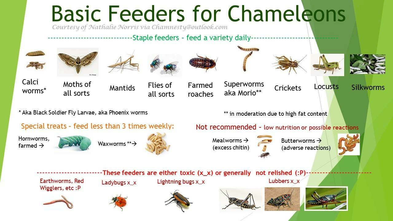 Chameleon Age | Chameleon Forums
