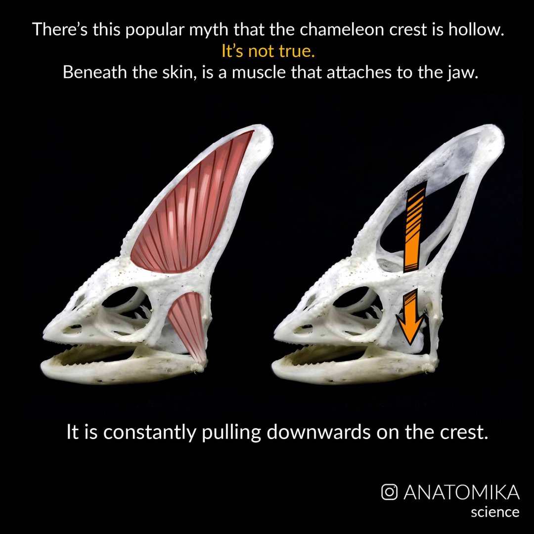 1A477464-1DBE-4B03-8DFE-4160BF9CF2BA.jpeg