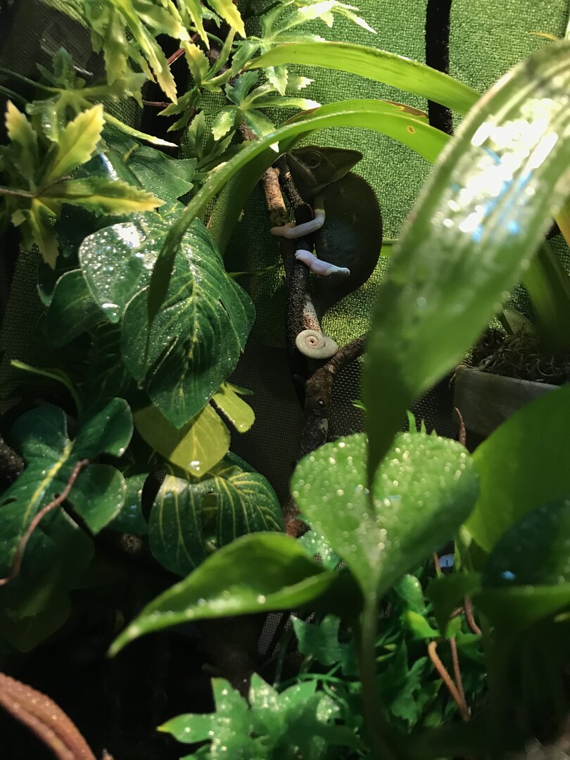 Help me improve! Female Piebald Veiled Chameleon | Chameleon Forums