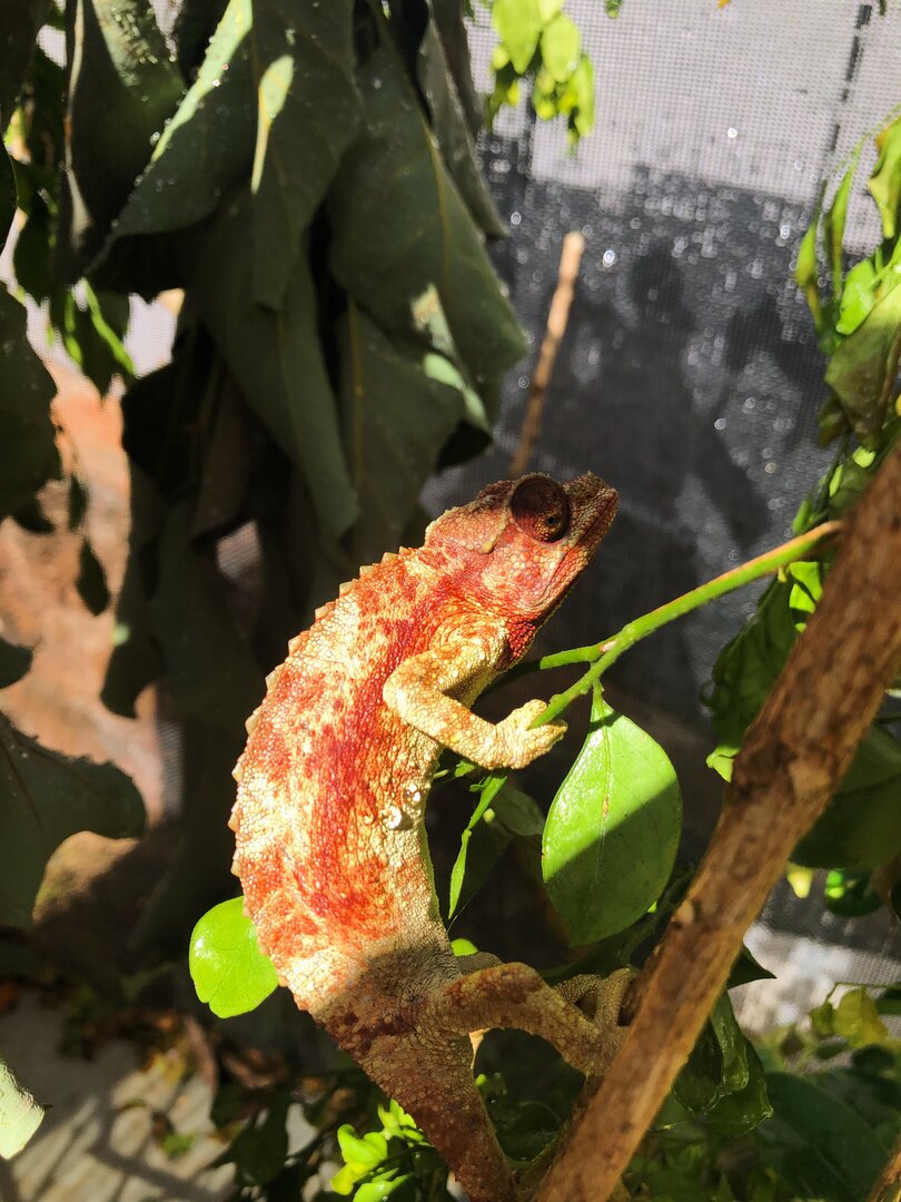Red Jackson’s Chameleon?! | Chameleon Forums