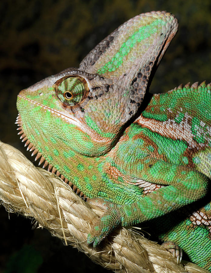 2-yemen-or-veiled-chameleon-nigel-downer.jpg