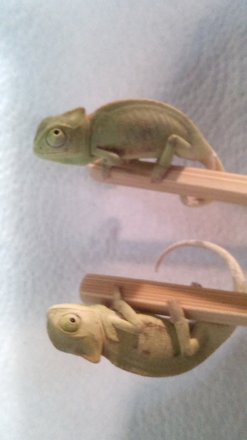 whats ur name.... | Chameleon Forums