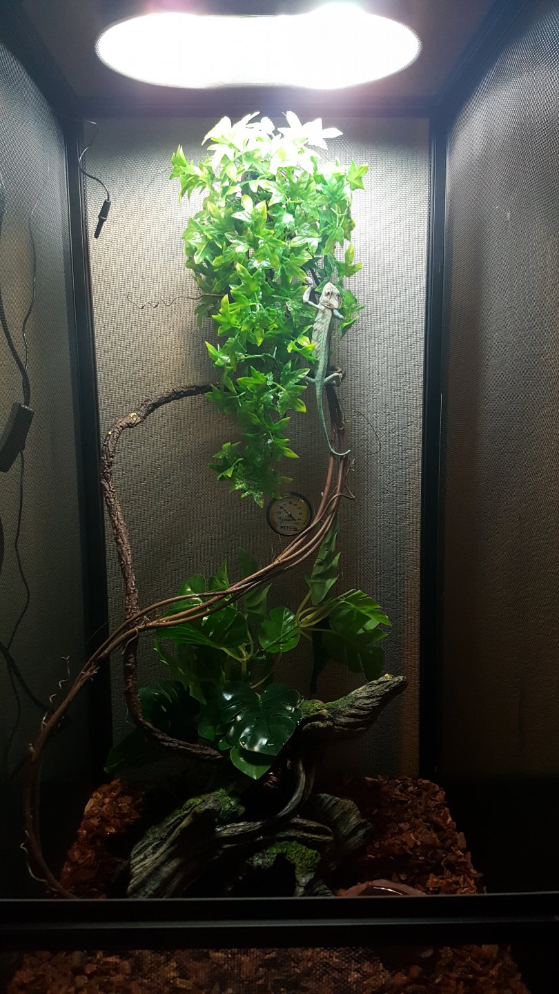 Advice on care for sick veiled cham Chameleon Forums