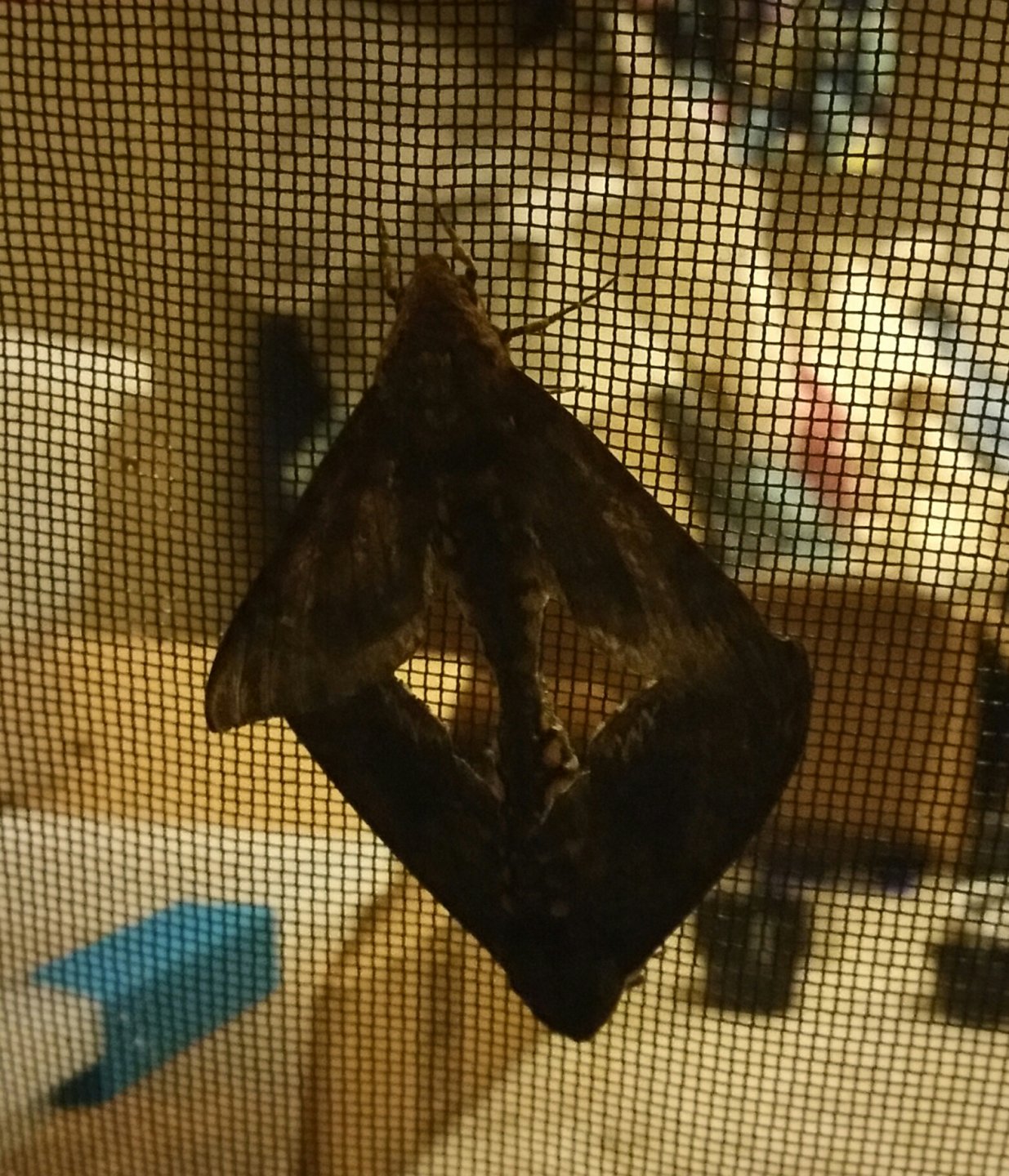 20161031_013029-1.jpg