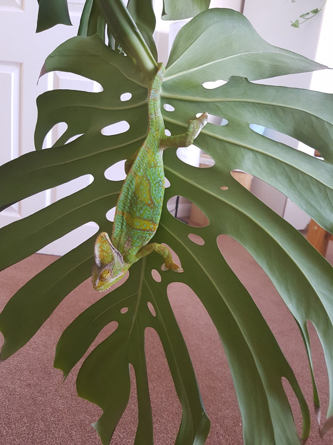 2017-08-27 15.57.56.jpg