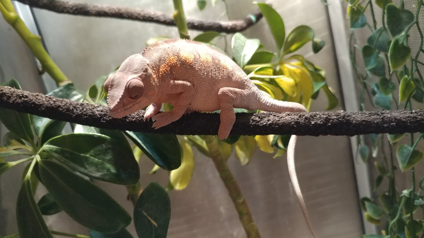 Panther Cham, Male or Female? | Chameleon Forums