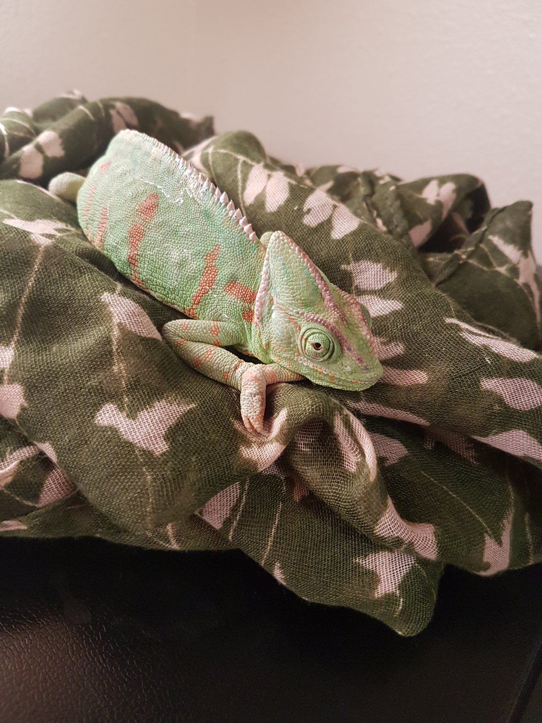 Sick Veiled Chameleon | Chameleon Forums