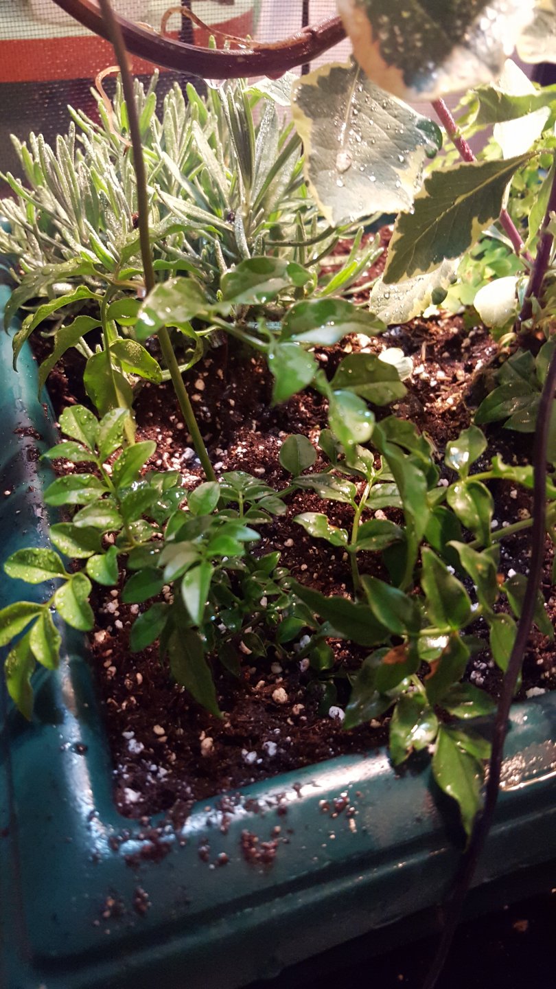 20170514_161020.jpg