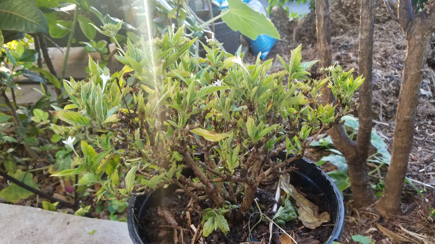 20170602_184018.jpg