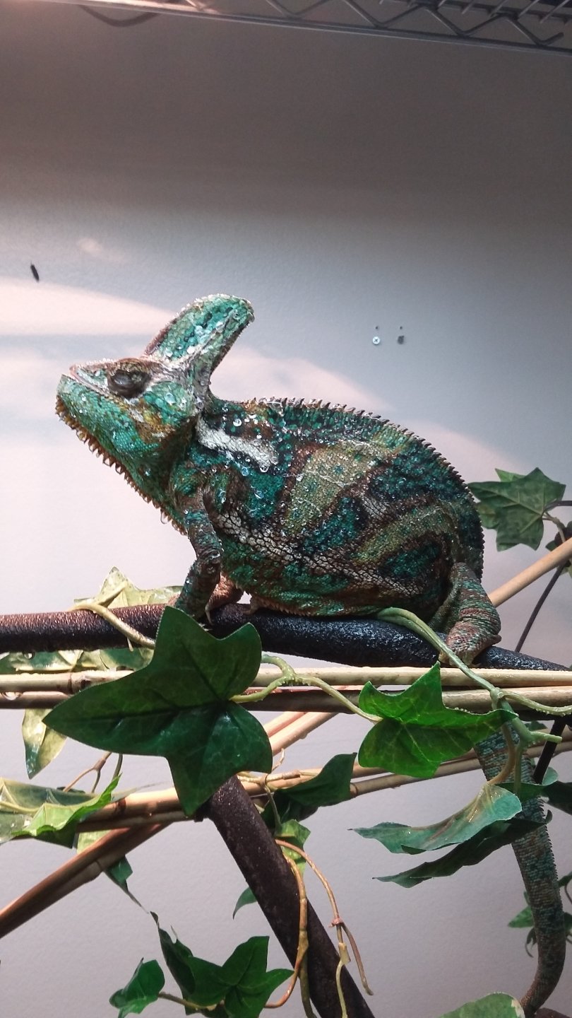 Older male veiled chameleon not eating | Chameleon Forums