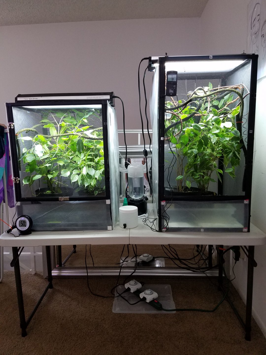 Cage set up | Chameleon Forums