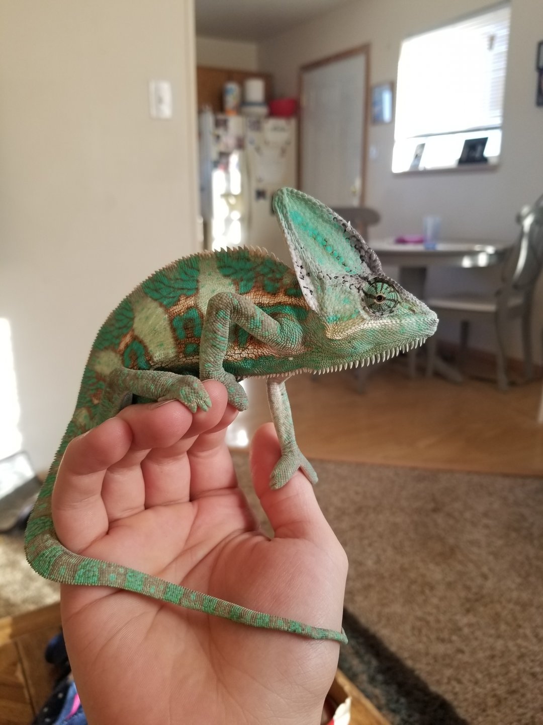 Does my chameleon look full grown? | Chameleon Forums