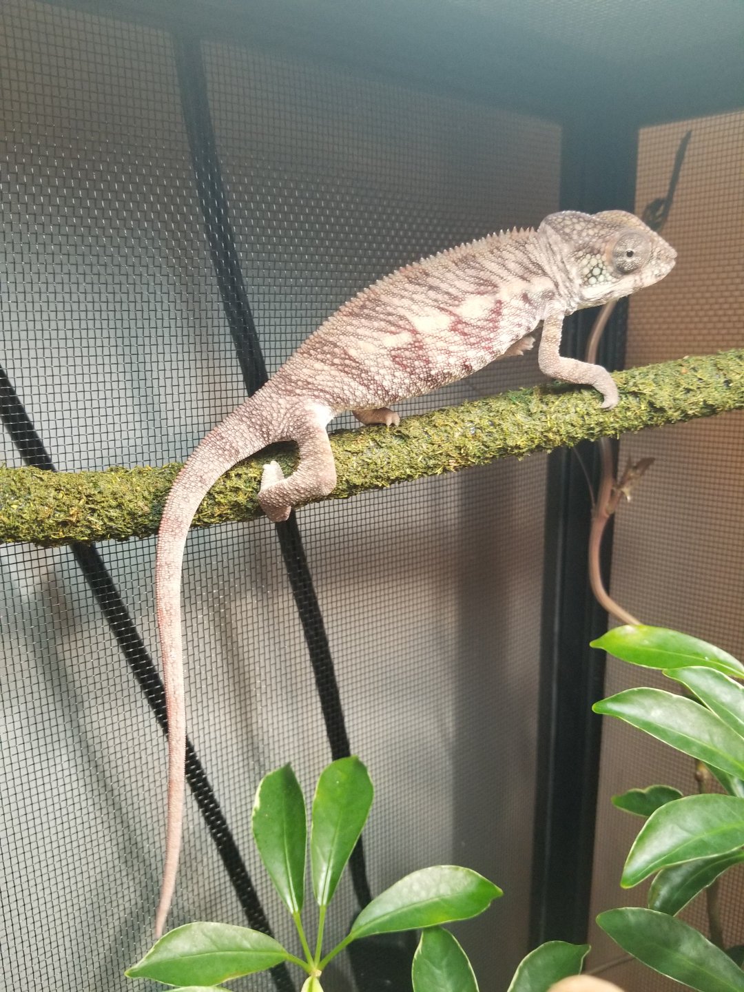 Male or female 4 month old Panther Chameleon | Chameleon Forums