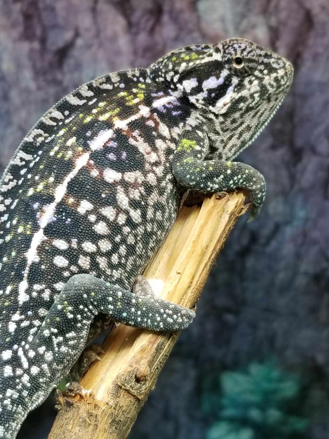 Carpet Chameleon Breeding Questions