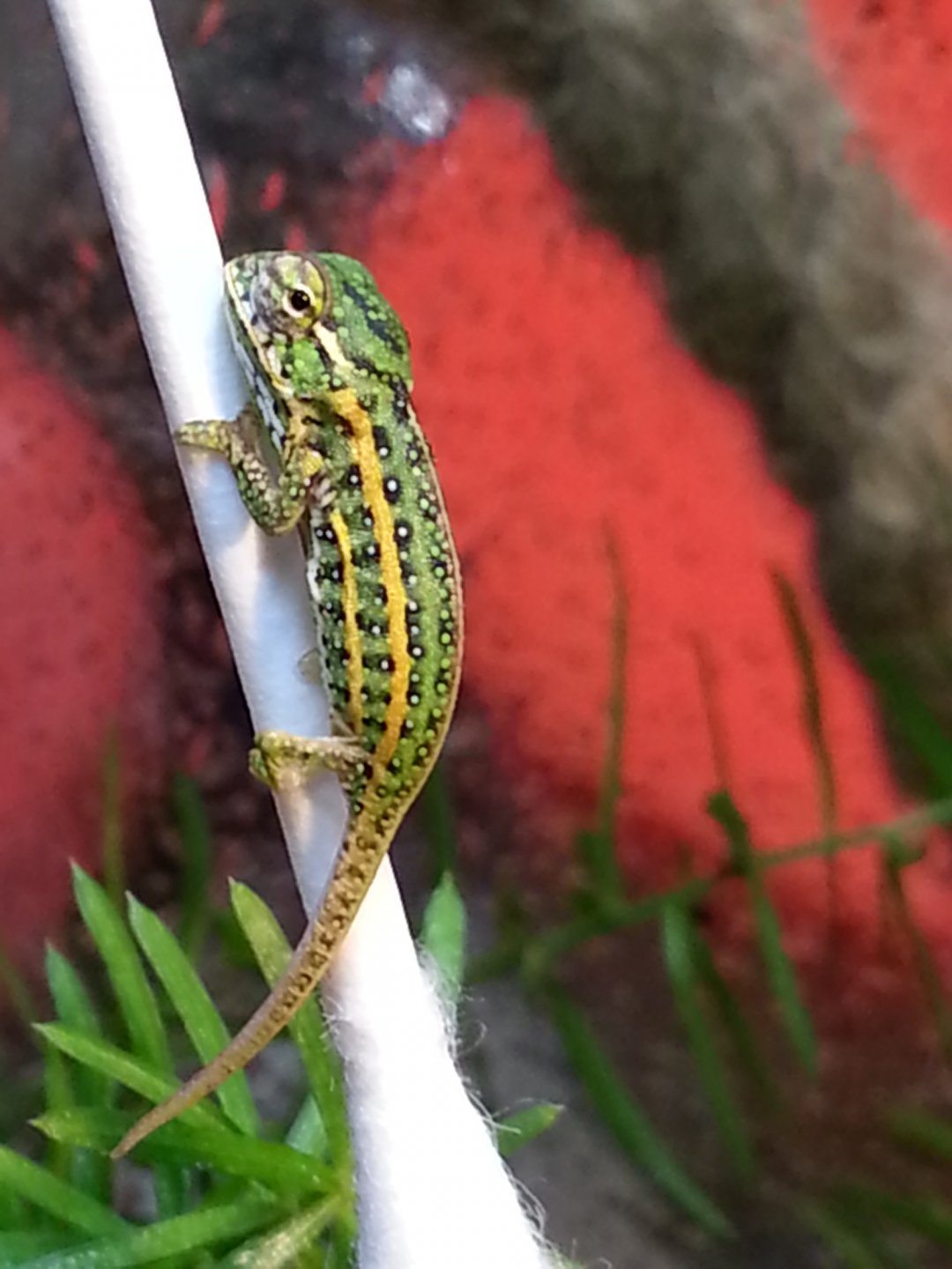 20180517_195113.jpg