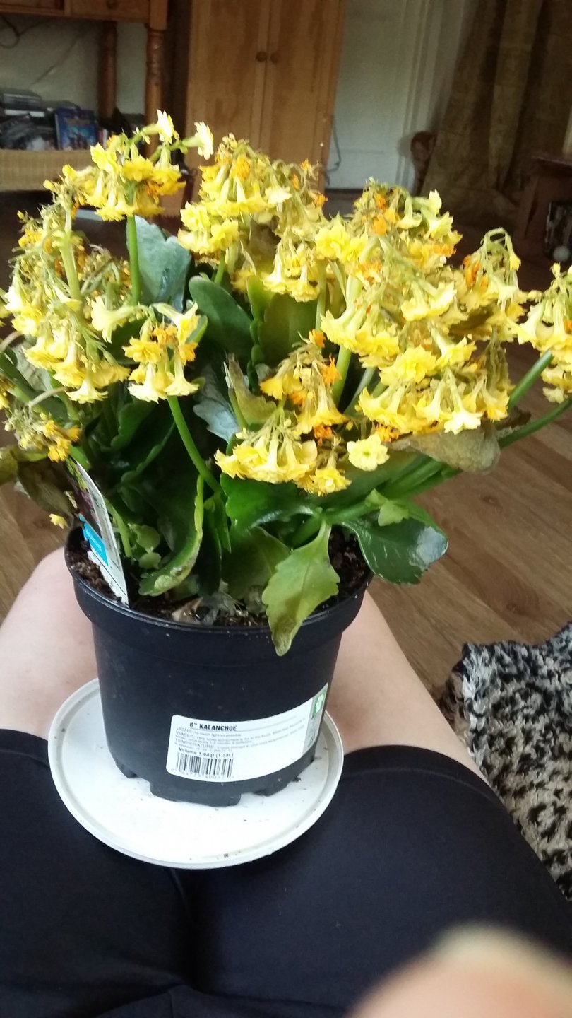 Are Kalanchoe Poisonous To Cats
