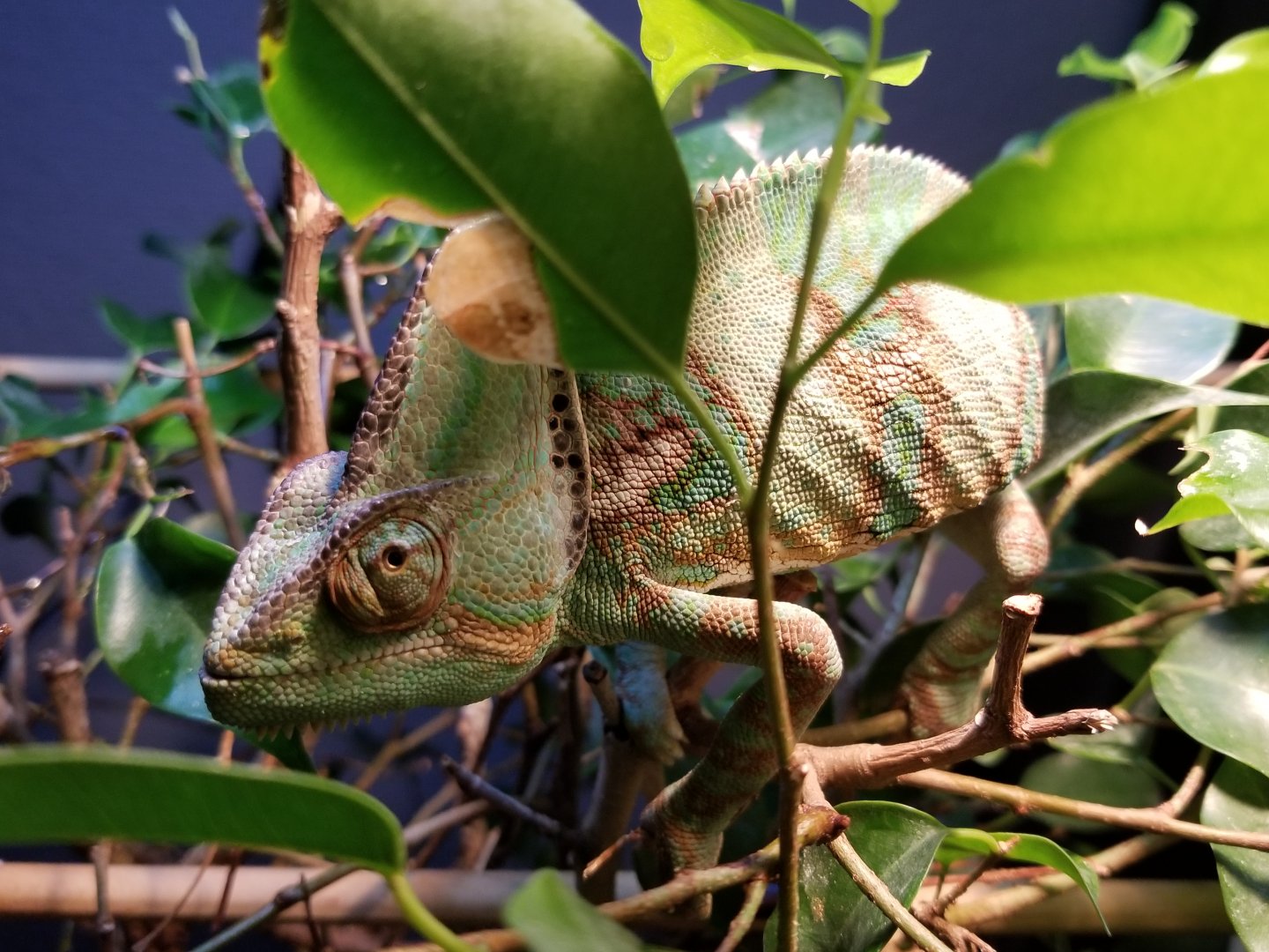 Lethargic and Loss of Appetite | Chameleon Forums