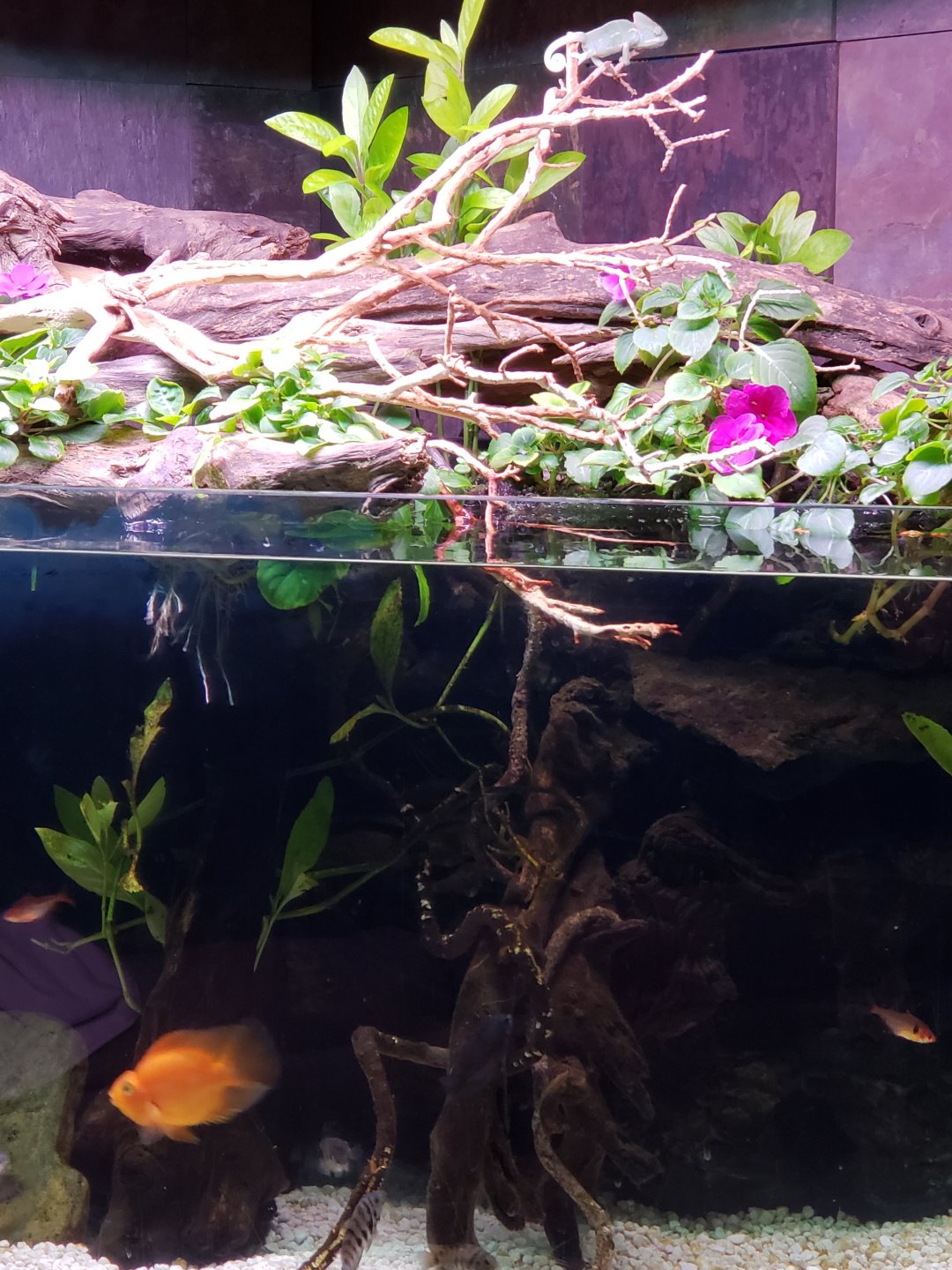 20180802_131247.jpg