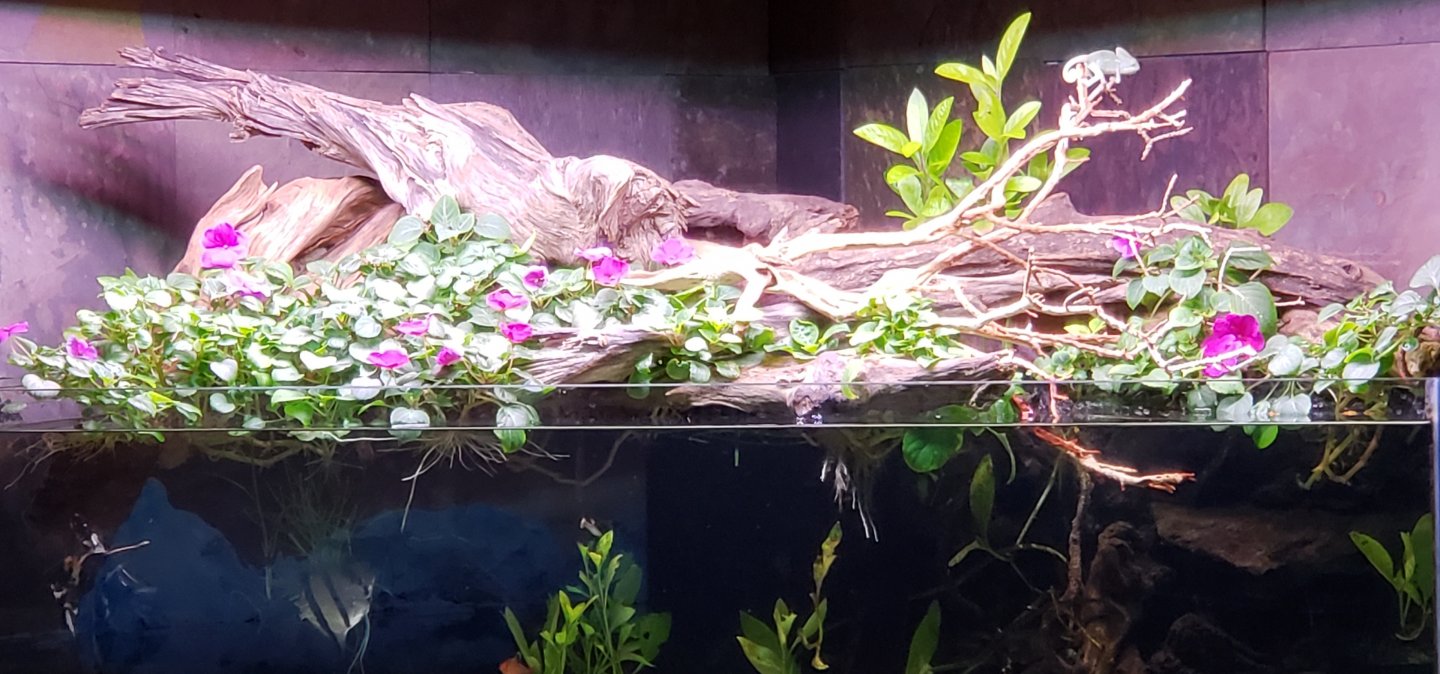 20180804_133251.jpg