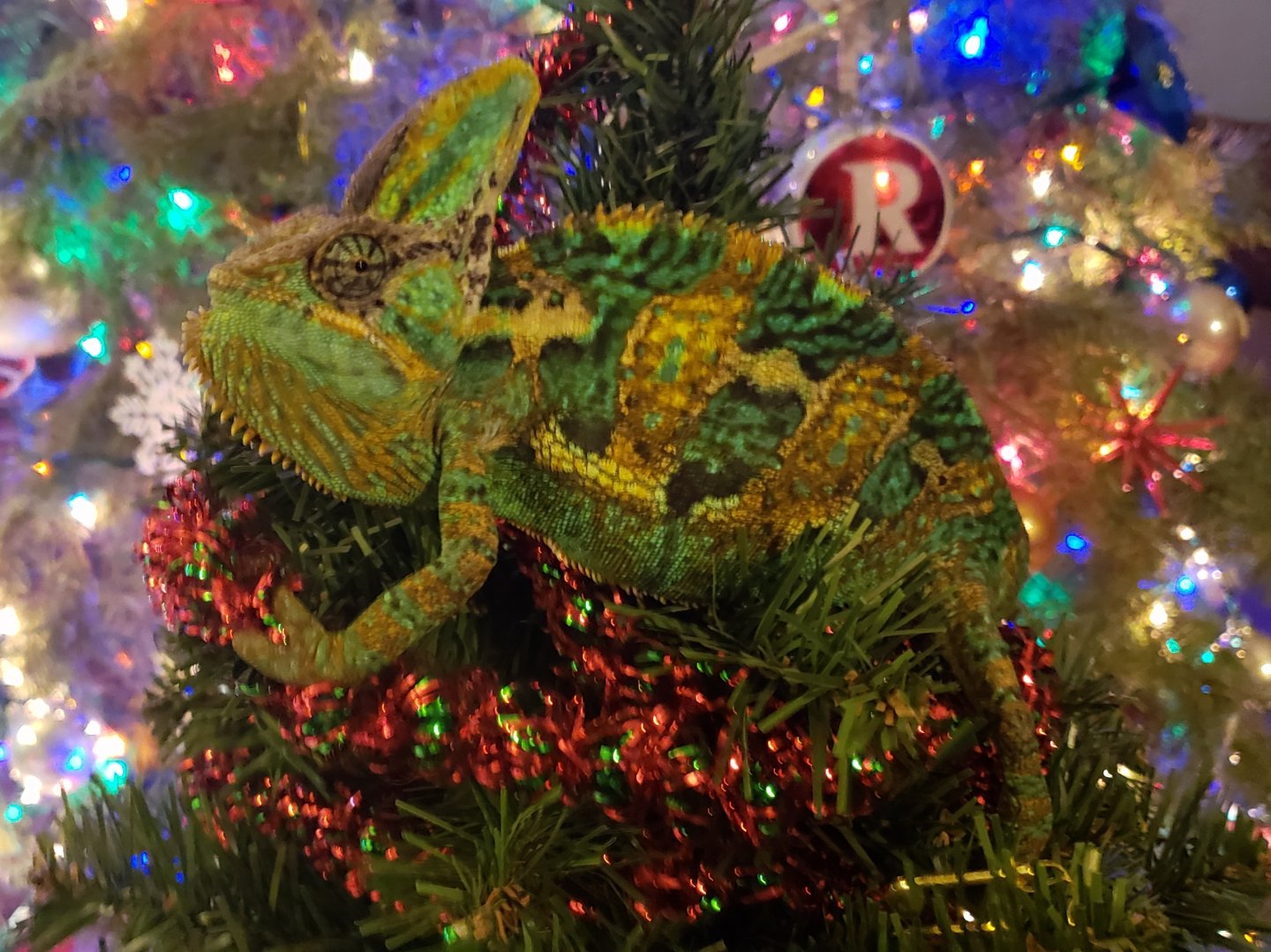 20181214_180546.jpg