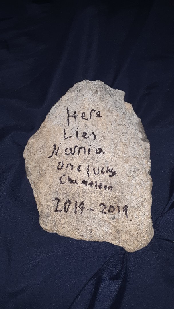 20190526_160306.jpg