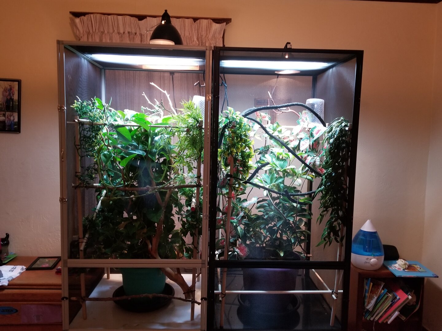 Pictures of Enclosures | Chameleon Forums