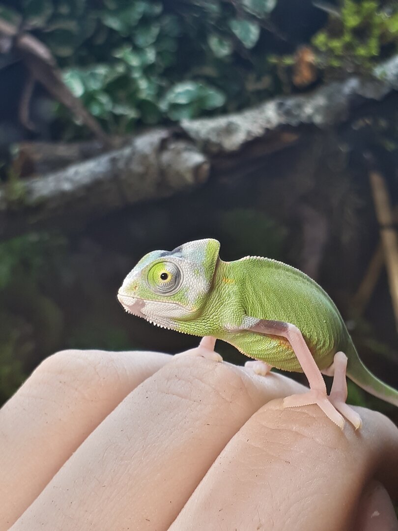 250201