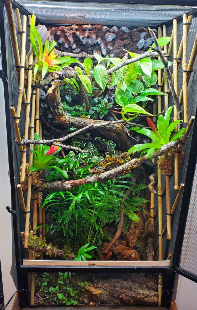 Plants and Cage build ideas | Chameleon Forums
