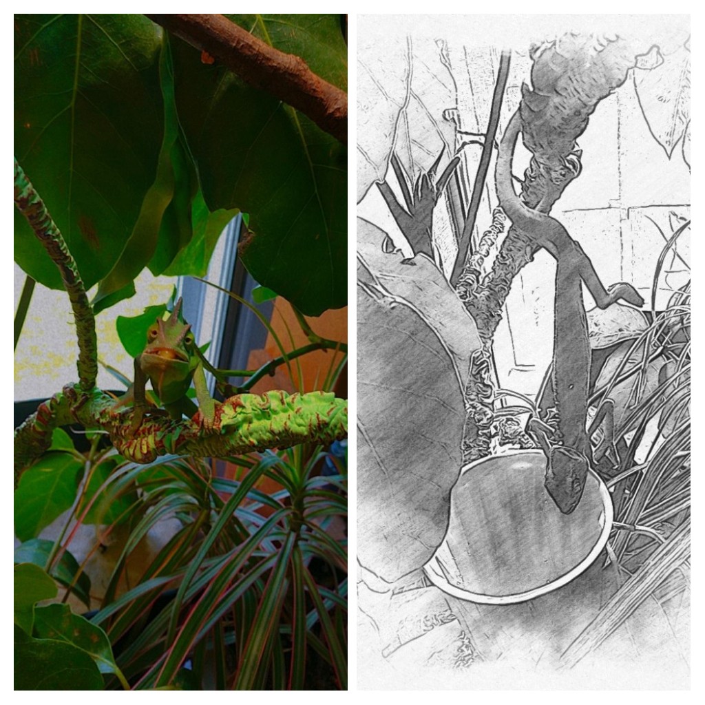 20211001_152212-COLLAGE.jpg