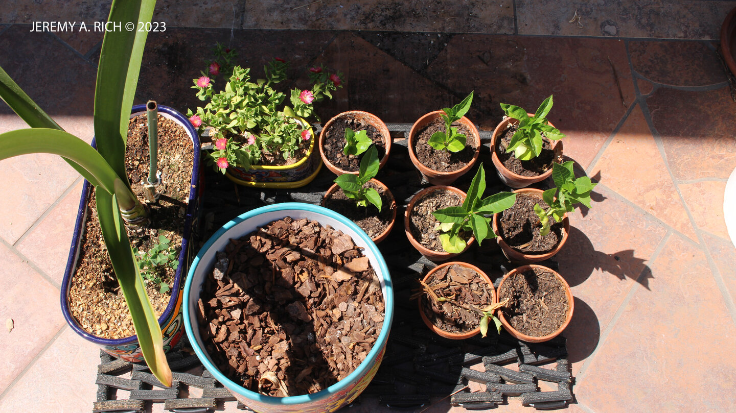 2023JulyBaobobSeedlings1 - Copy.JPG