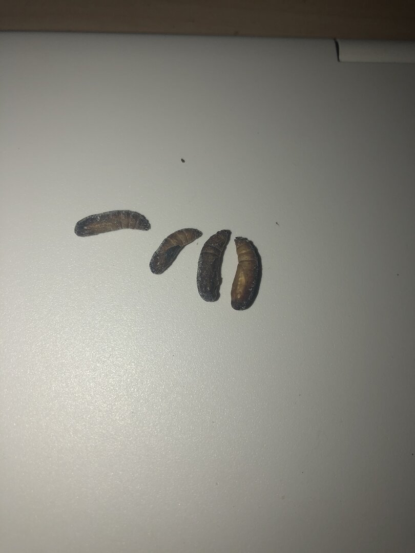Did my wax worms pupate?