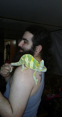 How long do Veiled chameleons keep shedding and growing? | Chameleon Forums