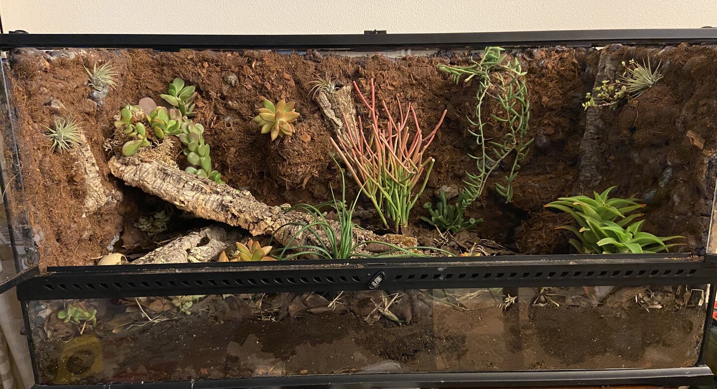 My excavator clay substrate just arrived I have gotten mixed info on how I  can use it in my Leo's tank and I'm a bit confused. : r/geckos