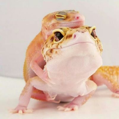 2cc64cab8299c0916a61dd08c39d7f97--snek-leopard-geckos.jpg.cf.jpg