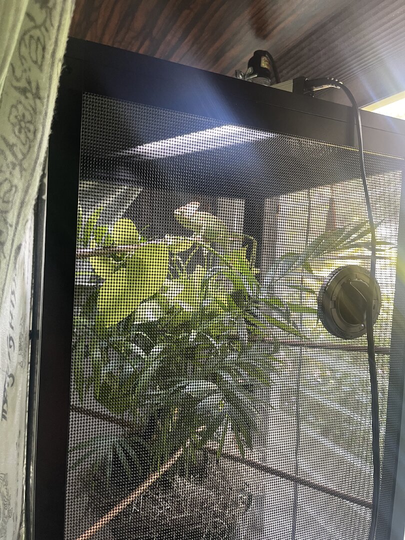 Veiled eating less than normal | Chameleon Forums