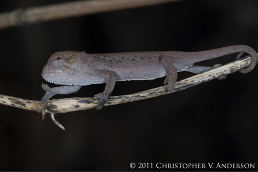 350 Trioceros serratus (Central Peacock Chameleon), juvenile Oku Village, Northwest Region, Ca...jpg