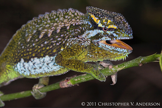 350 Trioceros serratus (Central Peacock Chameleon), male Oku Village, Northwest Region, Cameroon.jpg