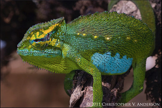 350 Trioceros serratus (Central Peacock Chameleon), Oku Village, Northwest Region, Cameroon ma...jpg