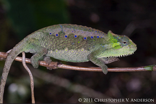 350 Trioceros serratus female (Central Peacock Chameleon), Oku Village, Northwest Region, Came...jpg