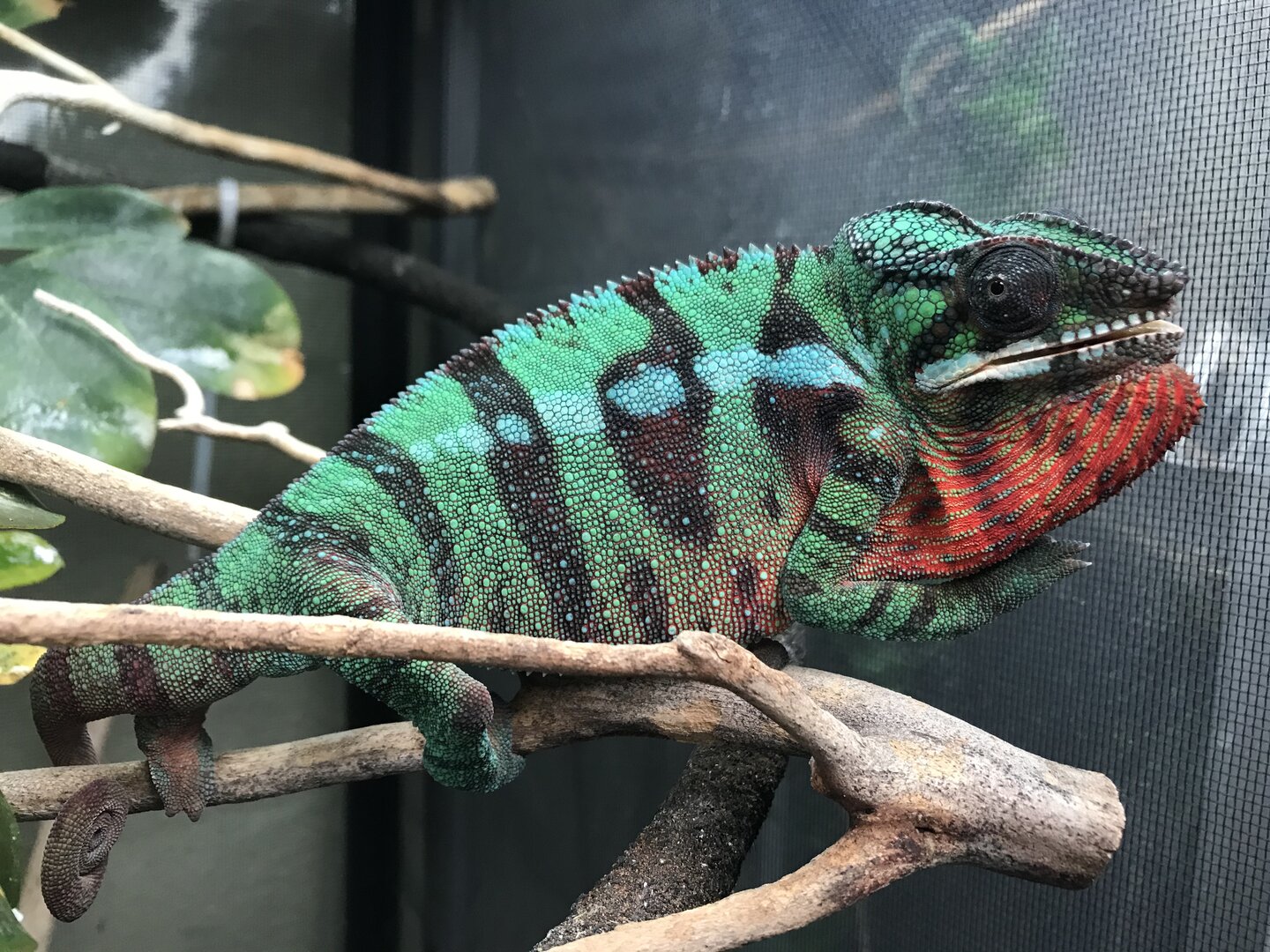 US - Male ambilobe panther for sale | Chameleon Forums