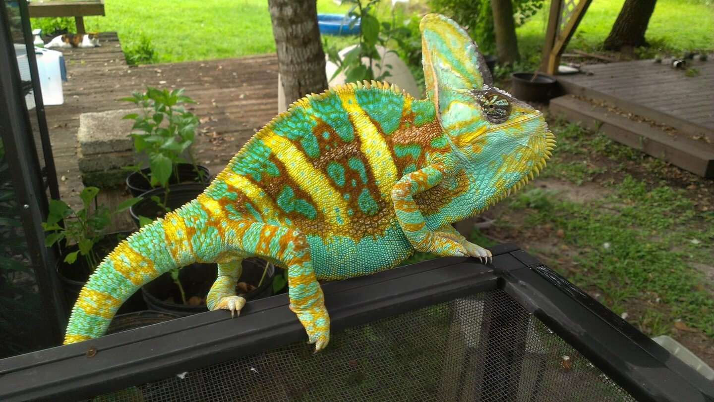 US - Veiled Chameleon Eggs For Sale (Hunter, Bane and Gamora