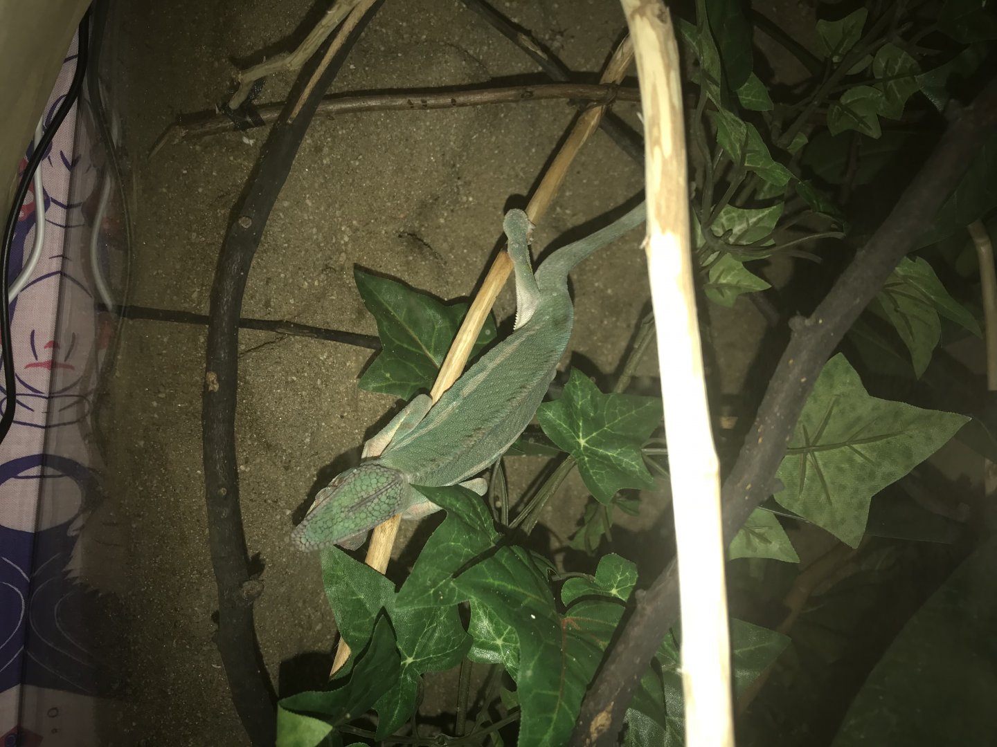 Lethargic chameleon | Chameleon Forums