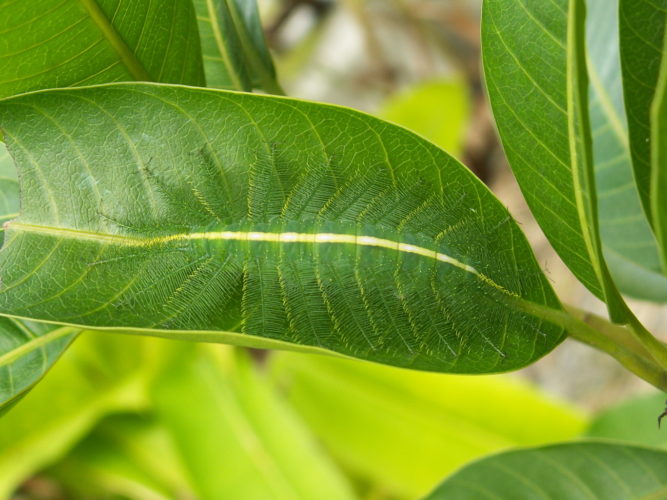 4146066451_a99836e2ca_o_baron-caterpillar-667x500.jpg