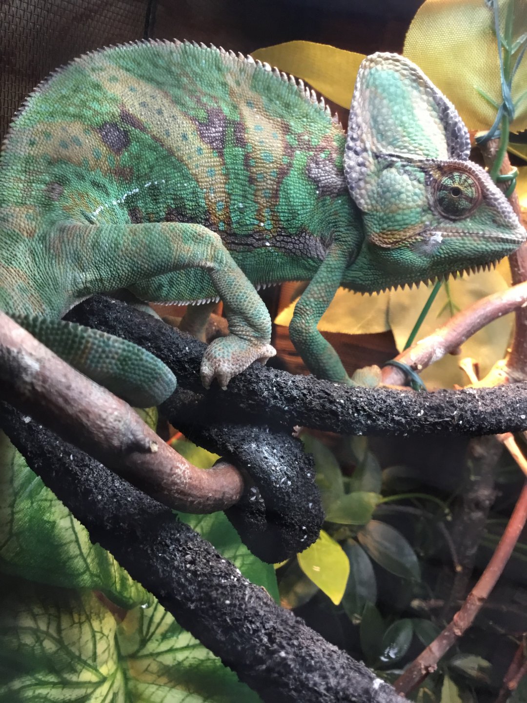 Digging in the substrate | Chameleon Forums