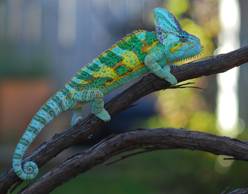 US - Veiled Chameleon Eggs For Sale (Hunter, Bane and Gamora