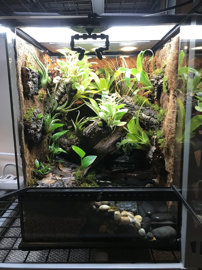 Red Eyed Tree Frog Habitat Setup - bmp-brah