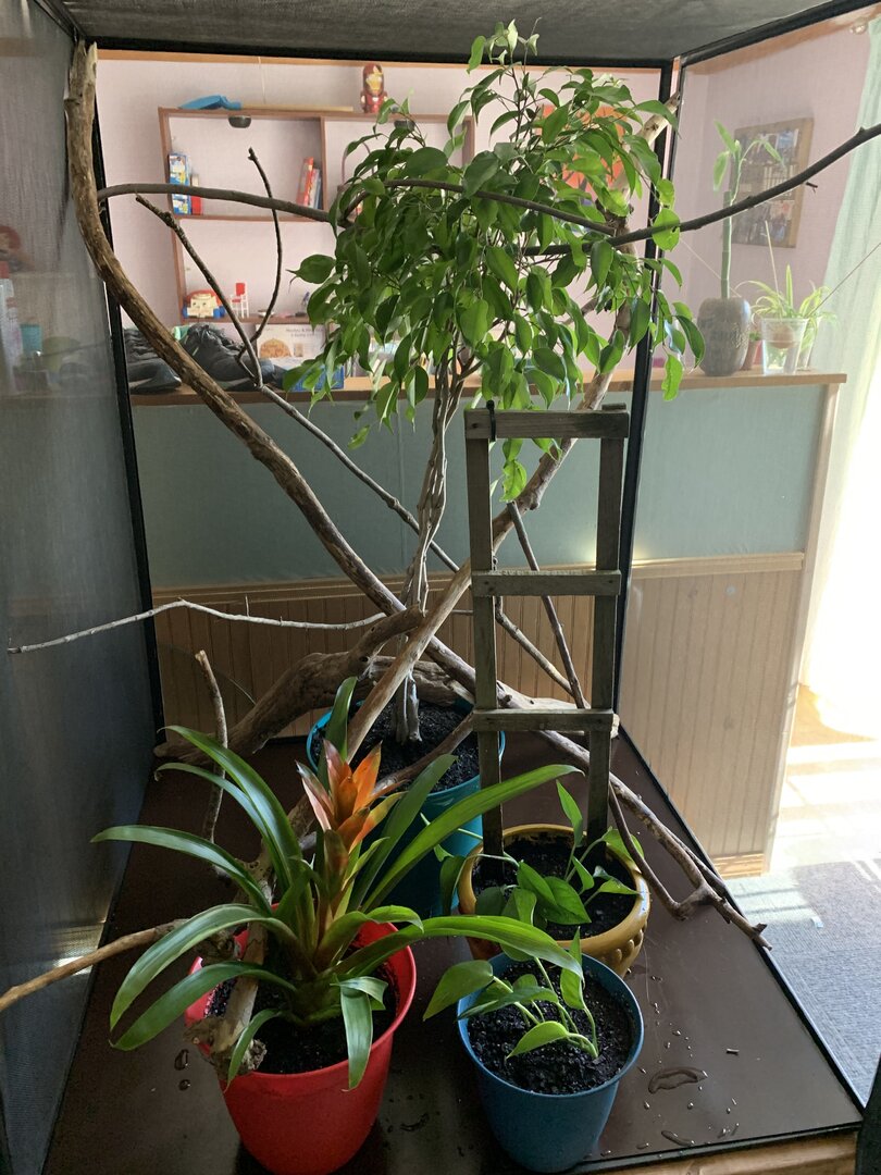 DIY enclosure update | Chameleon Forums